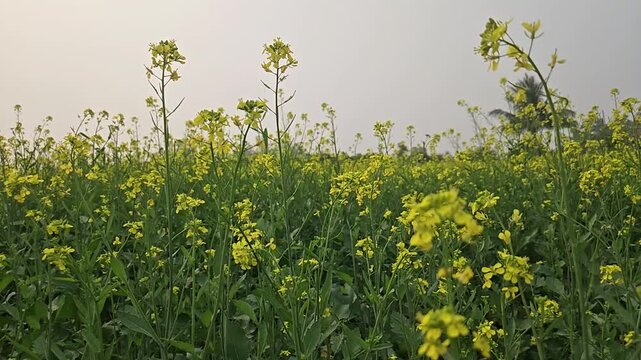 Close-up slow motion footage shot, vibrant yellow blossoms of Sinapis alba (mustard) and rapeseed flowers swaying gently, showcasing fully bloomed fields stretching across the landscape