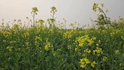 Close-up slow motion footage shot, vibrant yellow blossoms of Sinapis alba (mustard) and rapeseed flowers swaying gently, showcasing fully bloomed fields stretching across the landscape - Powered by Adobe