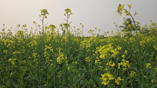 Close-up slow motion footage shot, vibrant yellow blossoms of Sinapis alba (mustard) and rapeseed flowers swaying gently, showcasing fully bloomed fields stretching across the landscape
