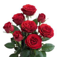 Fototapeta premium Vibrant red roses bloom in lush greenery transparent background