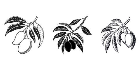 Fototapeta premium mango fruit vector, Fresh Taste of Mangos, Mango vector set
