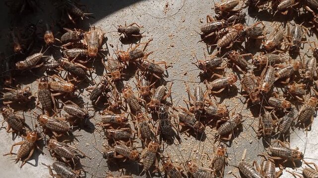 Close-up view of a colony of crickets (Gryllus bimaculatus) on dry substrate, commonly bred as feeder insects for reptiles, amphibians, birds, and exotic pets in insect farming.