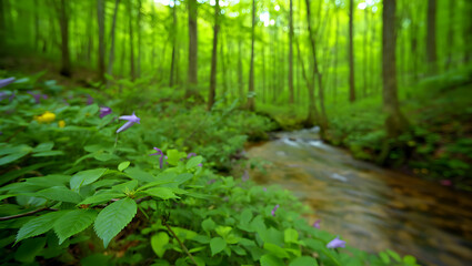 Obraz premium A vibrant green forest landscape with a flowing stream and path through the natural woods during spring