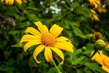 A vibrant yellow sunflower blooms brightly in the highlands. Surrounded by lush green leaves, it radiates freshness and natural charm under the soft mountain light.