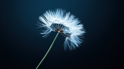 Fototapeta premium Delicate dandelion puff against a dark background