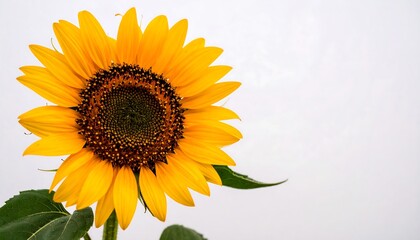 Fototapeta premium Sunflower Close-up Against White Sky