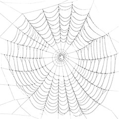 Obraz premium Intricate spiderweb design