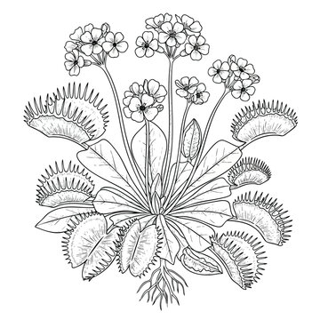 Detailed black and white line art illustration of a flowering Venus flytrap plant with roots.
