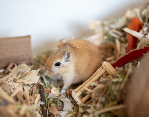 Cute gerbil playing in his cage during the day