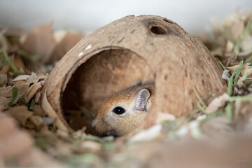 Cute gerbil eating inside coconut nest profile view