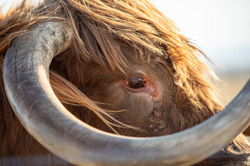 Highland cow close up head and eyes