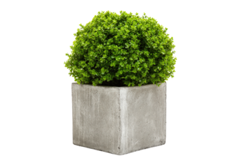 Green spherical boxwood topiary in a square concrete planter.