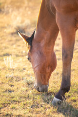 Neck anatomy horse pasturing in Wyoming
