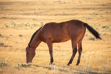 Horse eating in the field, profile view in Wyoming prairie at sunset time