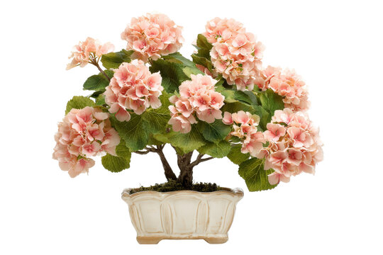 Beautiful blooming pink geranium plant in an elegant ceramic bonsai pot.