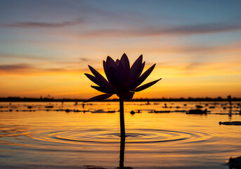Lily Flower Silhouette Against Sunset Sky with Sun on Horizon