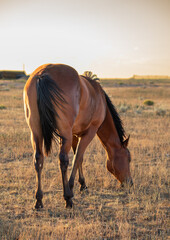 Back of horse grazing in Wyoming prairie