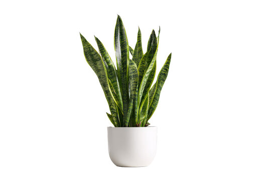 A vibrant green snake plant Sansevieria trifasciata in a white pot.