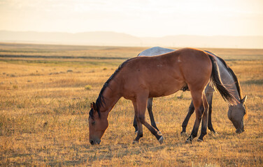 Two horses pasturing in wild prairie in Wyoming