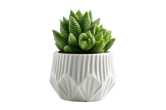 Vibrant green Haworthia succulent plant in a white geometric pot.