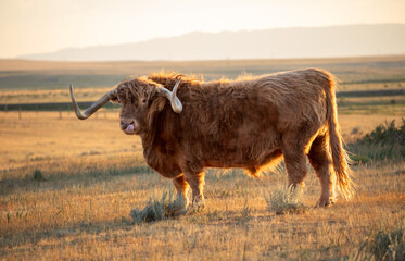 Magnificent Highland cow in Wyoming wild fields