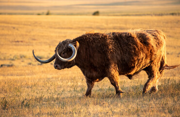 Scottish highland cow in sunset field Wyoming
