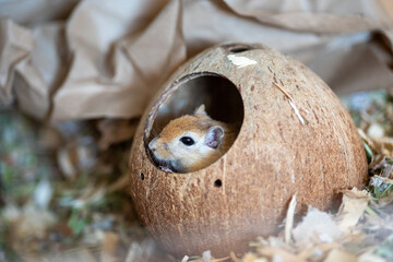 Cute gerbil in a coconut nest