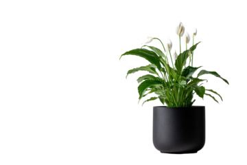 Lush green Peace Lily plant with white spathes in a modern black pot.