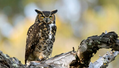 Great Horned Owl perched on branch