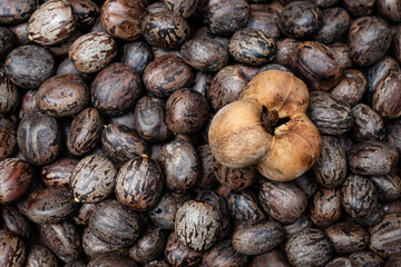 Para Rubber Tree Seeds (Hevea brasiliensis)