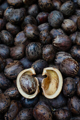 Para Rubber Tree Seeds (Hevea brasiliensis)