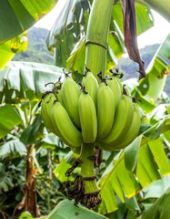 Green bananas bunch on a tree
