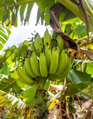 Green bananas on a tree