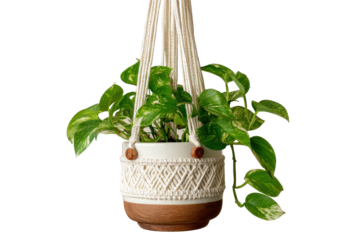 A green pothos houseplant in a decorative ceramic pot with a macrame hanger.