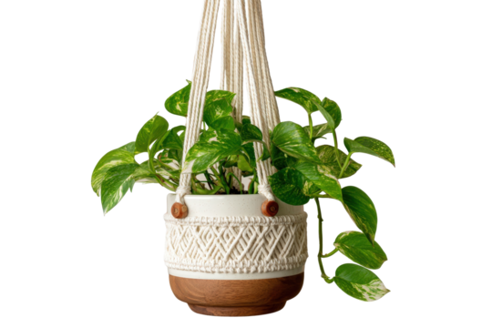 A green pothos houseplant in a decorative ceramic pot with a macrame hanger.
