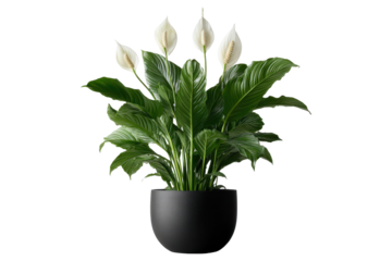 Elegant Peace Lily plant with white flowers in a modern black pot.