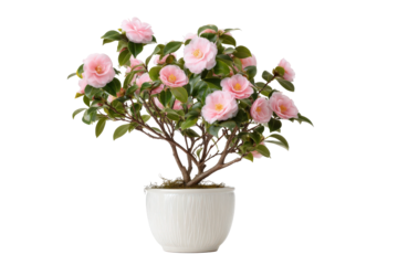 Beautiful pink camellia japonica flower bush in a white pot.