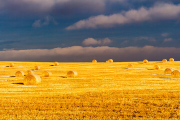 hay bales in the field