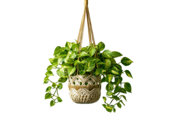 Lush green Pothos plant in a decorative macrame hanging basket.