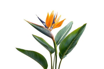 Exotic Bird of Paradise flower with vibrant petals and leaves.
