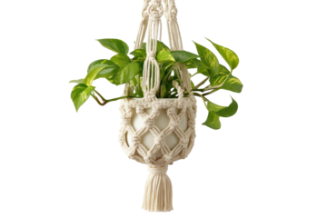 Green Pothos Plant in a Bohemian Style Macrame Hanger.