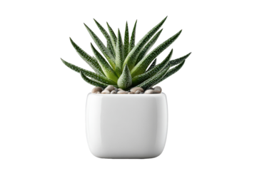A small green succulent plant in a white square ceramic pot.