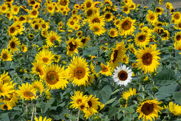 Obraz premium field of sunflowers in summer