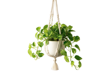 A lush green pothos plant in a white pot with a macrame hanger.