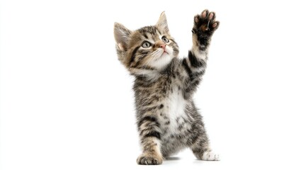 Obraz premium Adorable Tabby Kitten Reaching Up Against White Background