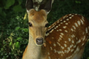 Close-up portrait of a wild deer with spotted coat in Glendalough, Wicklow, Ireland, highlighting Irish wildlife, forest nature, and outdoor travel photography