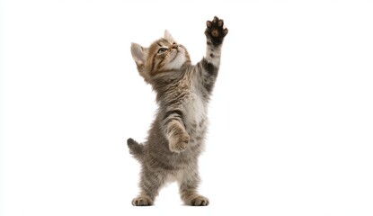 Fototapeta premium Playful Tabby Kitten Reaching Up on White Background