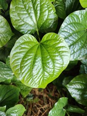 Close up of Piper sarmentosum leaves or 'daun kaduk' in Malay, usually eat raw with several condiments in Asia. 
