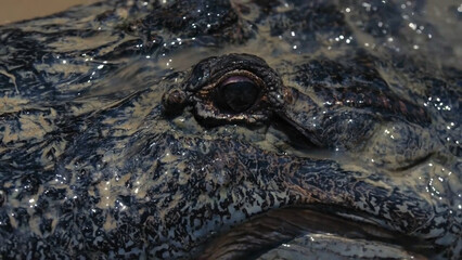 close up of crocodile head
