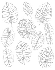Tropical leaf outlines